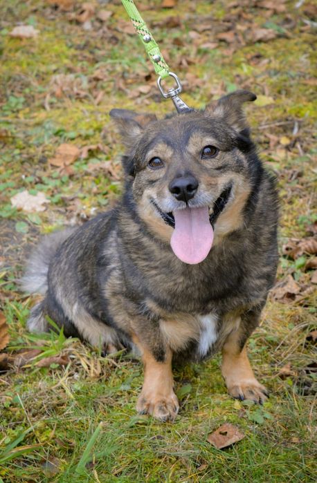 Mały przytulaśny psiak szuka domu