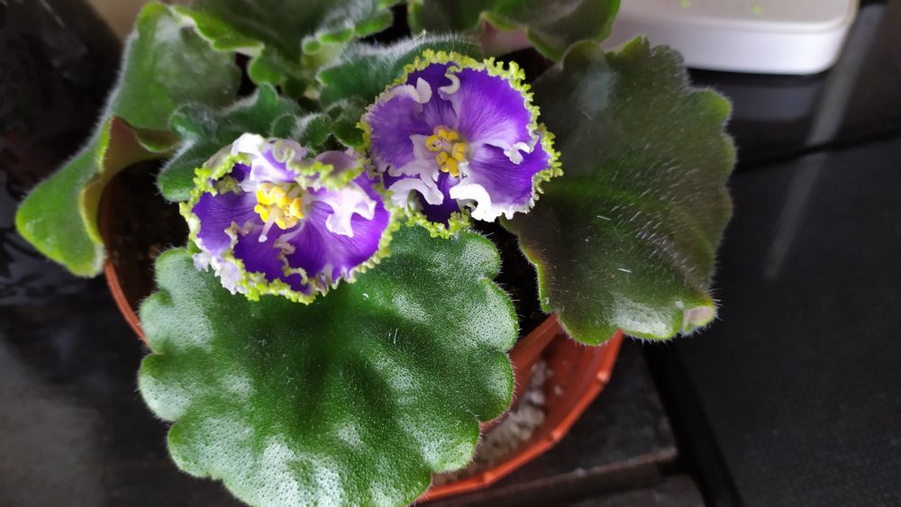 Фиалка сенполия  фиалка