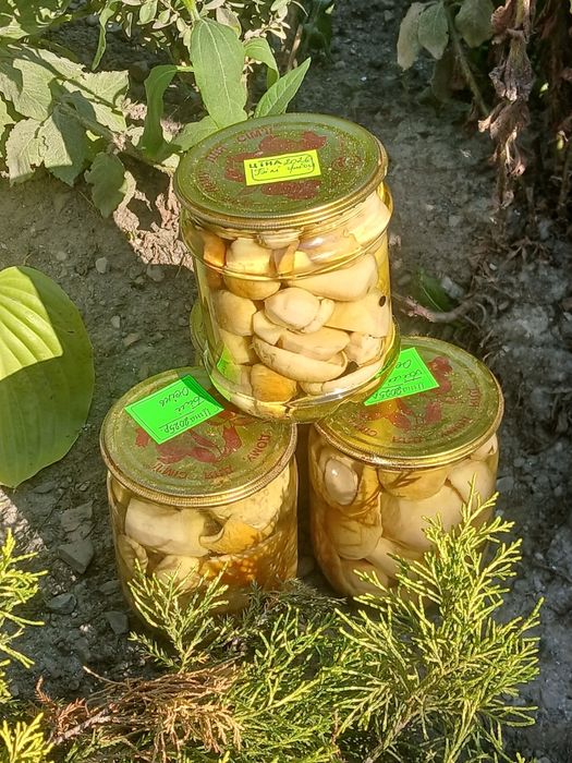 Білі гриби (мариновані, сушені)