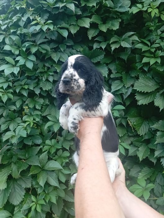 Suczka Cocker spaniel angielski
