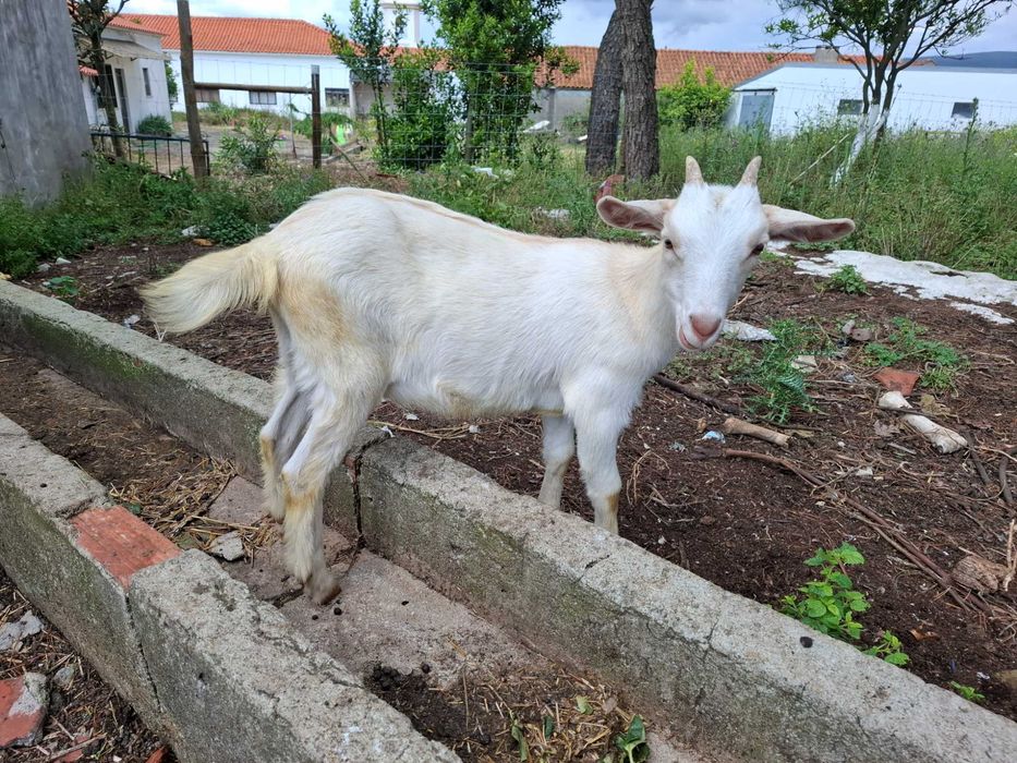 Cabrita com 2 meses