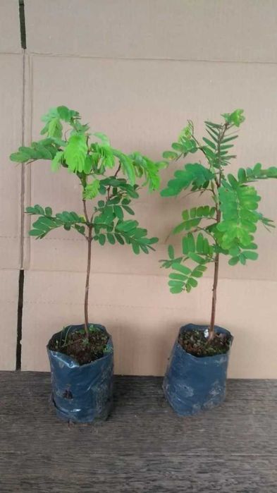 tamarindos de varios tamanhos