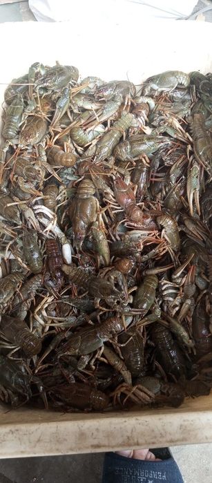 Раки,клешни краба,вяленая рыба,черноморская креветка