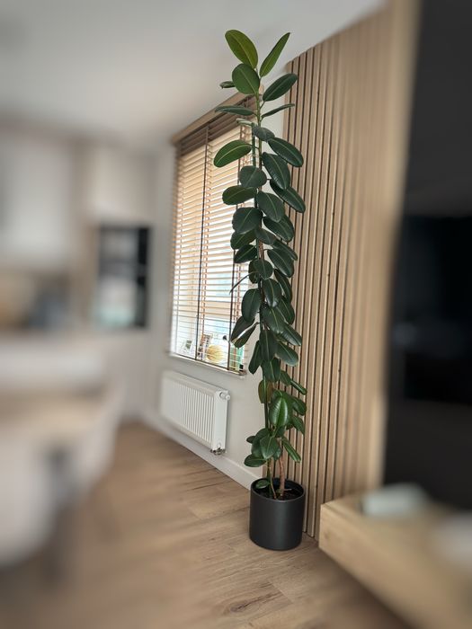 Fikus elastica robusta