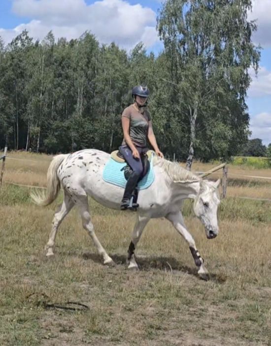 Prześliczna 5 latka, unikalne umaszczenie