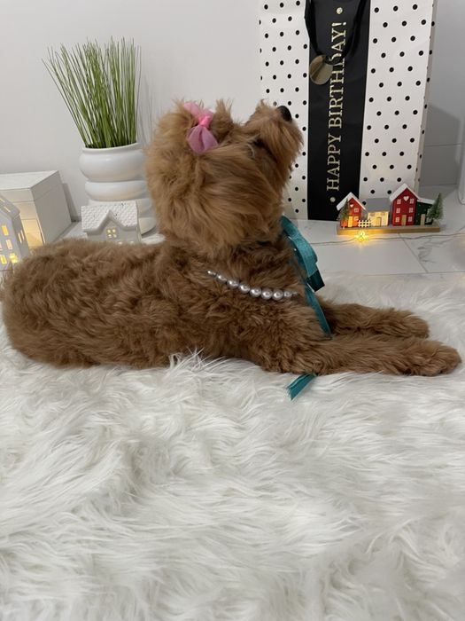 Помапу — Доставка по Україні та Європі  з любовю