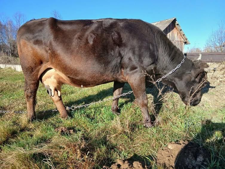 Продається тільна корова