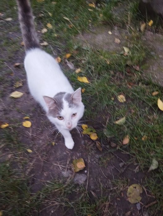 Молоденький котик 1.7-2 роки