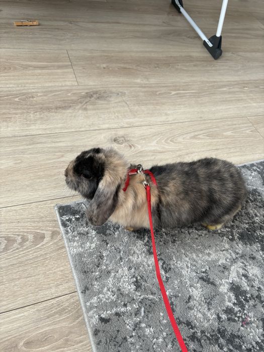 Królik mini lop/baranek