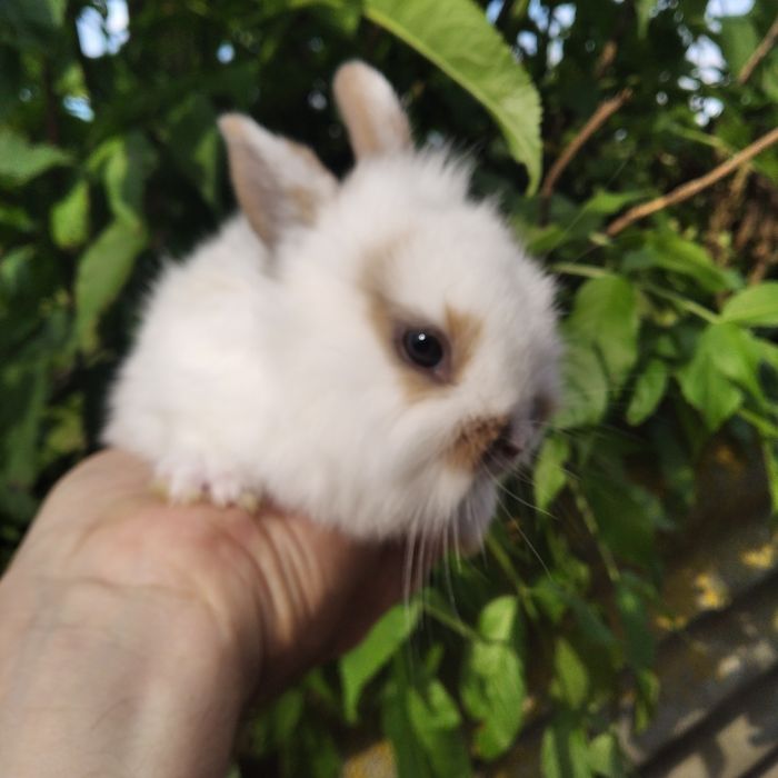 Декоративні кролики різних видів