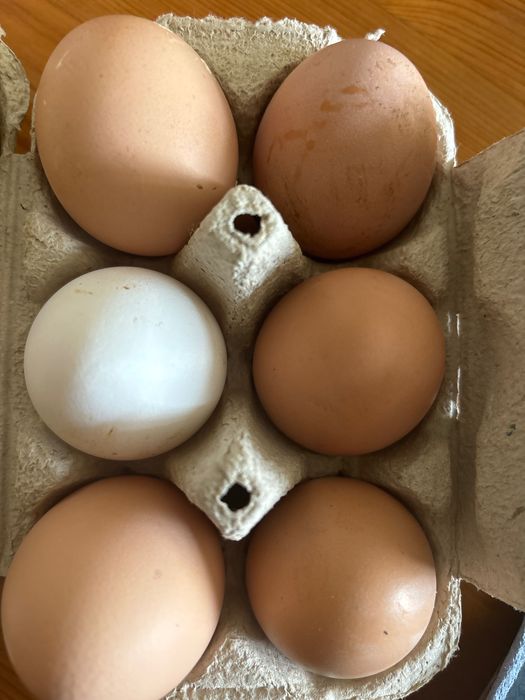 Venda de ovos galinhas, galos e pintos