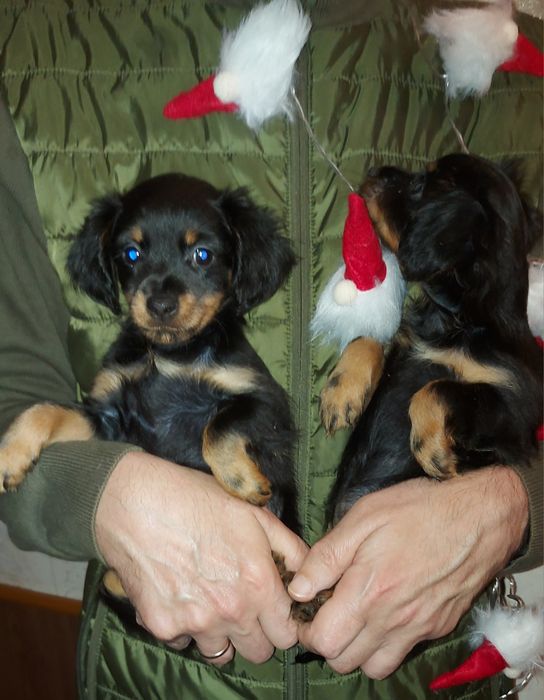 Готовятся к продаже эффектные девочки длинношерстного той терьера