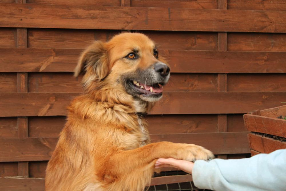 Supeł szuka kochającego domu!