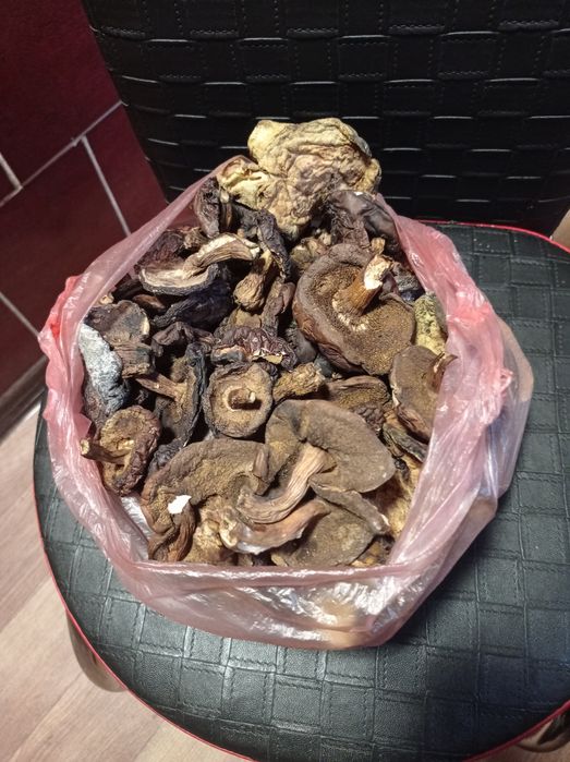 Польський смачний гриб