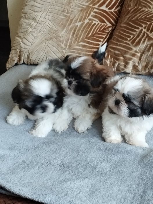 Shih tzu piękny piesek do odbioru