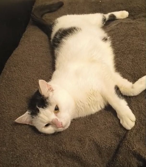 Tulaśna kotka Samira szuka domku