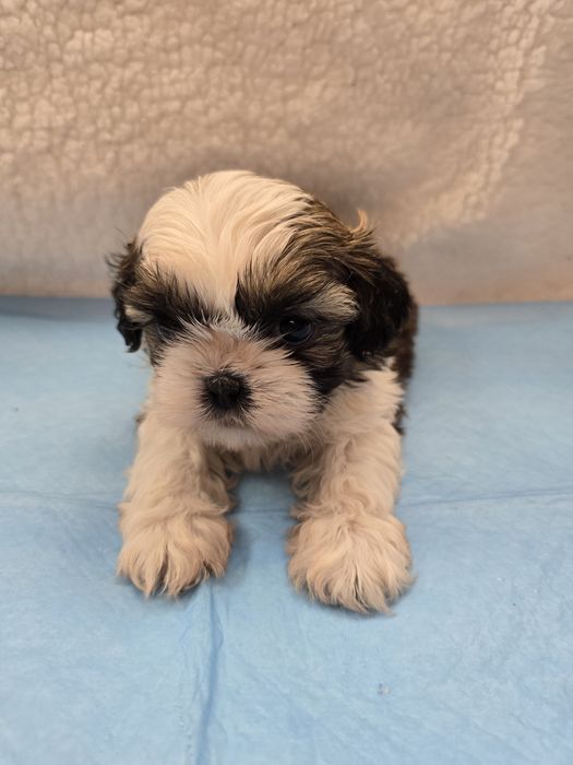 Śliczny piesek Shit Tzu