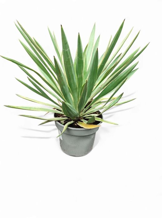 Juka Variagata donica 5l duża sadzonka.