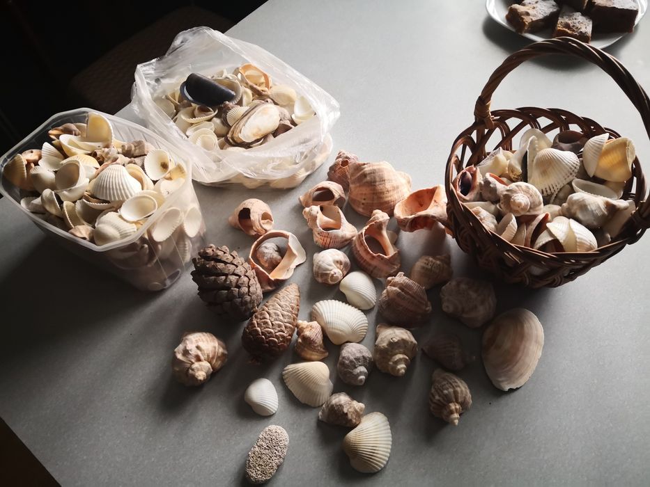 Muszle, muszelki morskie