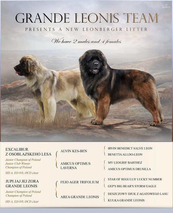 Leonberger suczka szczeniak ZKwP