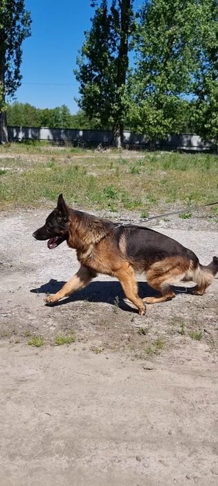 Німецька Вівчарка Вязка
