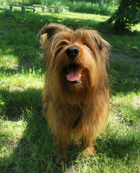 Alfik czeka na dom...