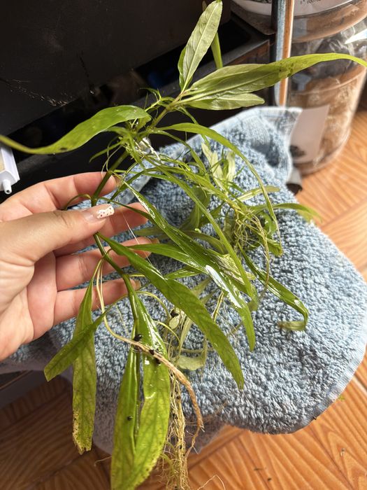 Hygrophila salicifolia