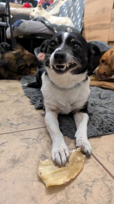 PSOTKA - urocza mała suczka do adopcji