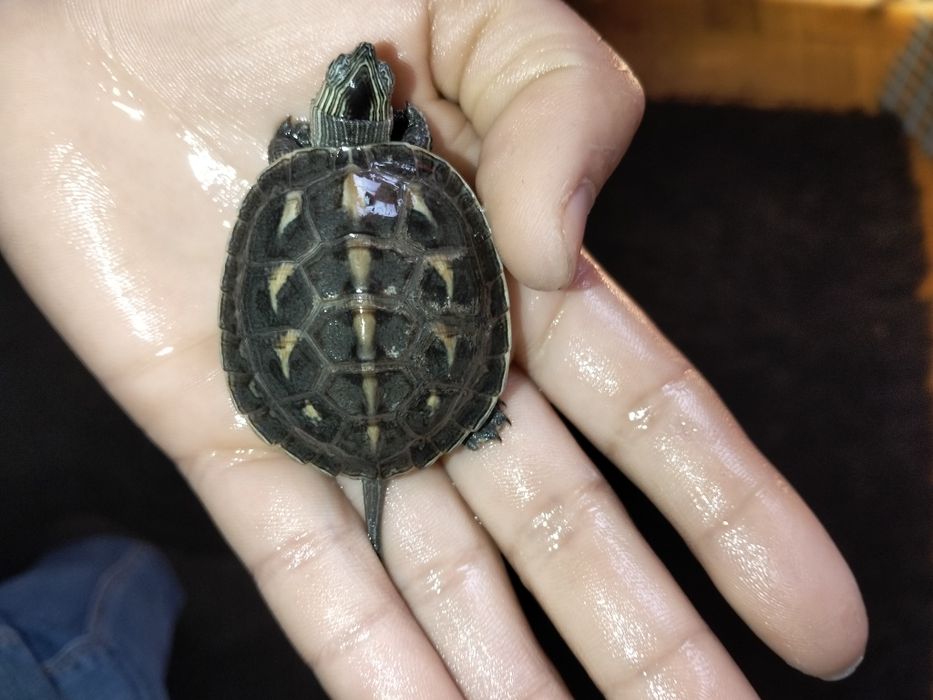 Tartarugas aquáticas