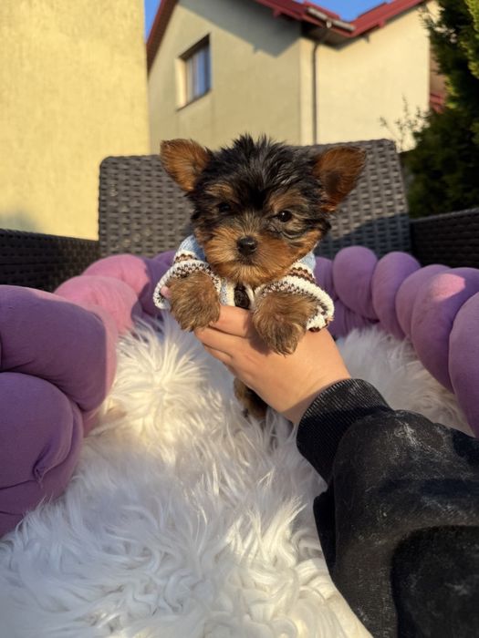 Йоркширський терєр