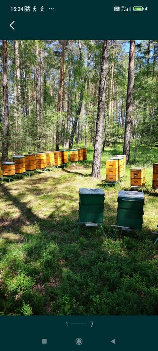 Miód z własnej pasieki