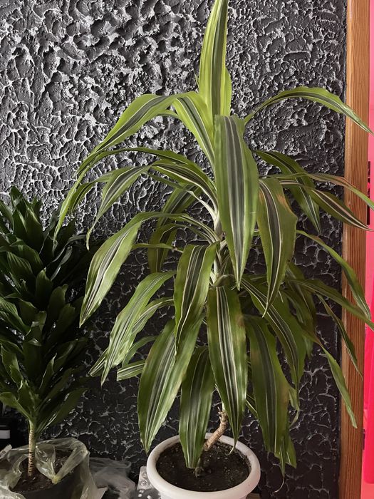 драцена запашна (зокрема, популярний сорт Dracaena fragrans 'Lemon Lime' )