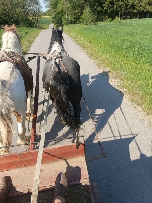 Klacz srokata piecio letnia