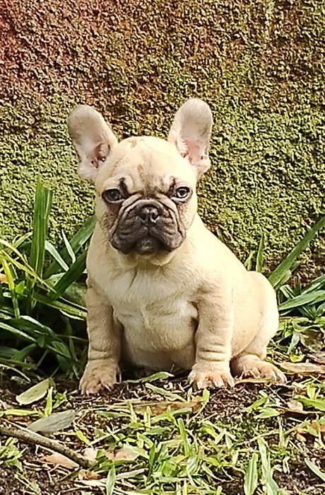 Bulldog Francês Lilac