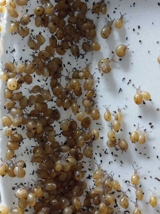 Pasza AMPOL-MEROL Odchów / Hodowla ślimaków Muller i Maxima