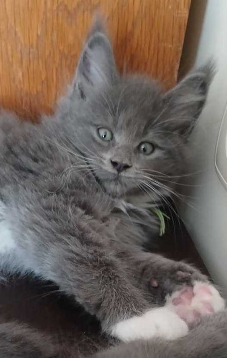 KocurekMaine Coon RAPTOR Bratnia Dusza *PL