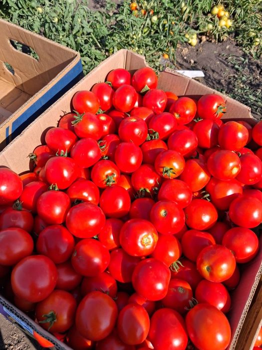 продам помидор асвон