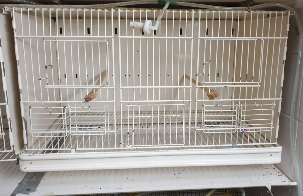 Gaiolas criação Terenziani