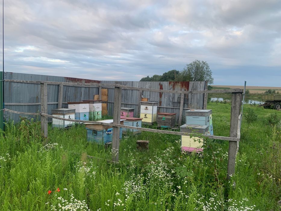 Апідомік та вулики з бджоло сімʼями