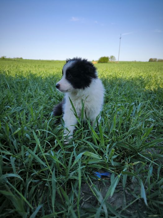Border Collie Samiec