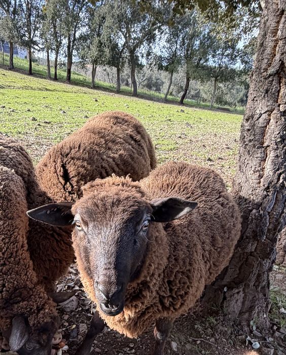 Ovelha com quase 1 ano (macho)