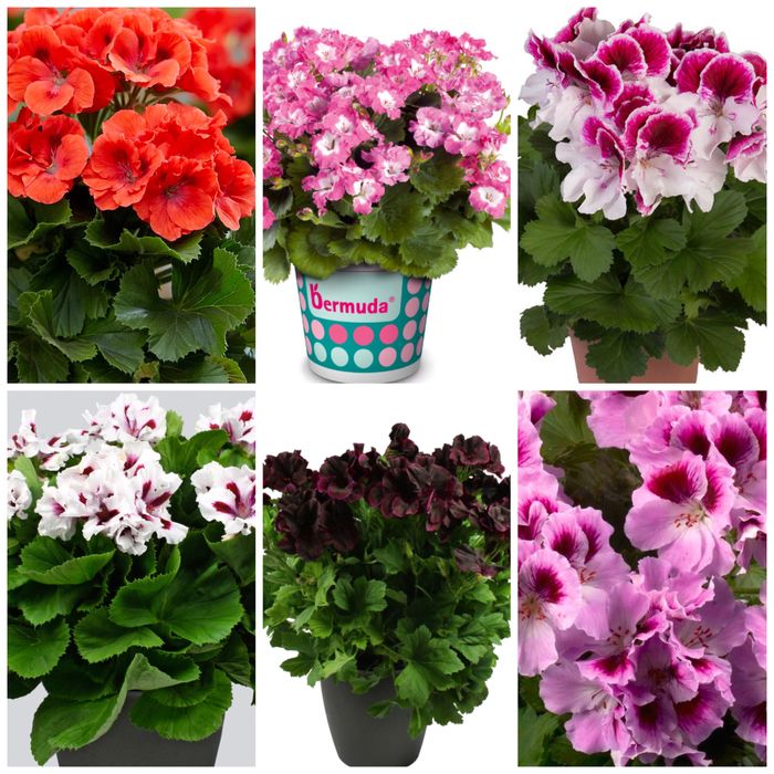 Королівські пеларгонії касетні живці в торфотаблетках