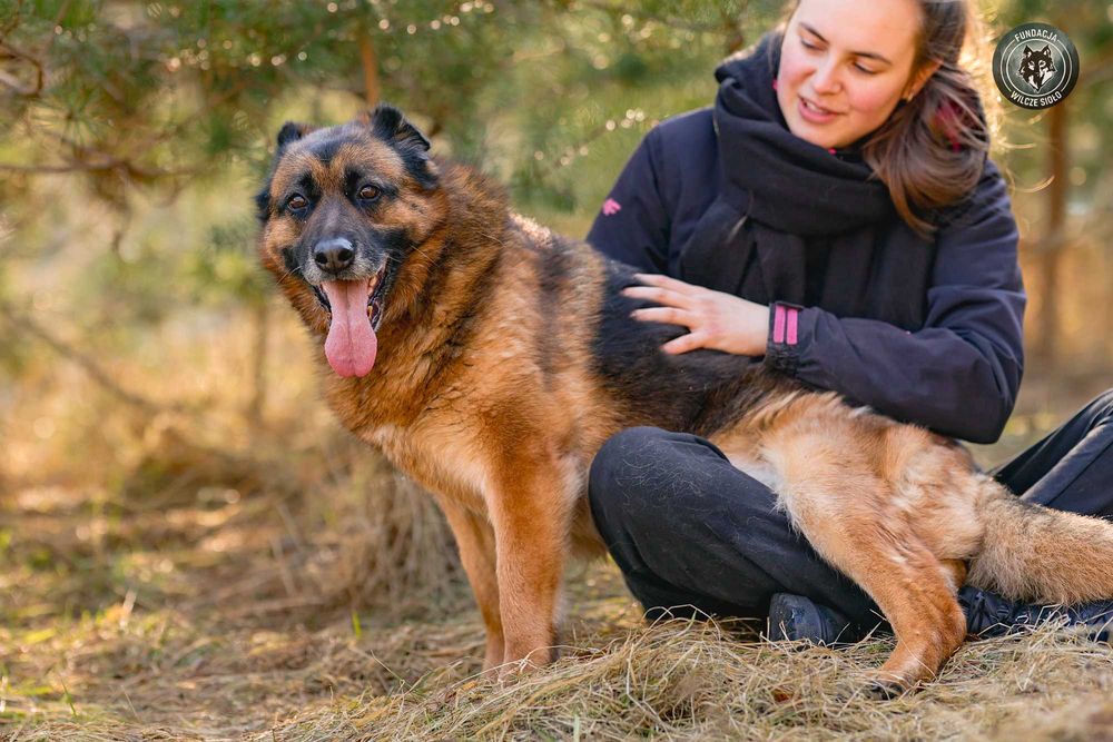 Korsa suczka , owczarek niemiecki , adopcja z fundacji