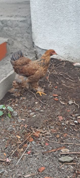 Ovos Galados Brahma Perdiz – Alta Fertilidade – Linhagem Gigante