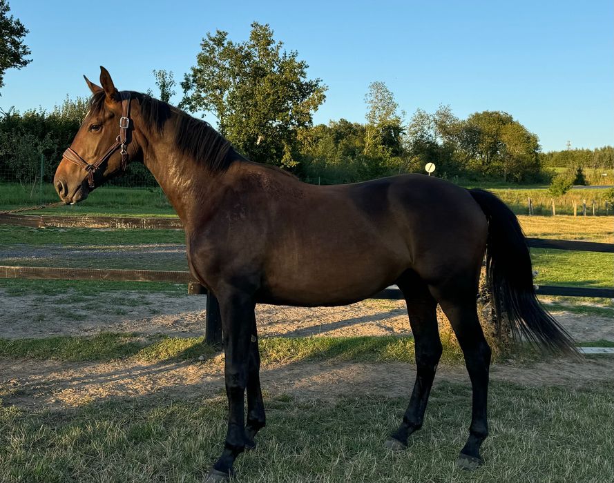 Walach hannowerski po Stakkato