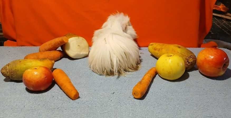 Морська свинка, порода шелті.