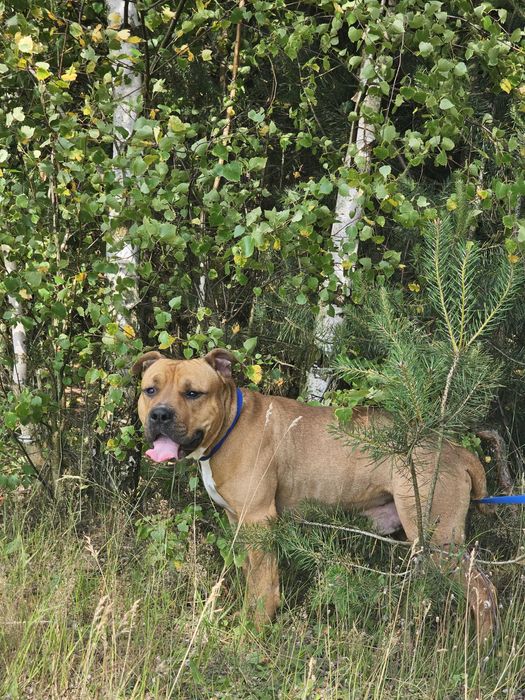 Hantel w typie amstaf szuka domu