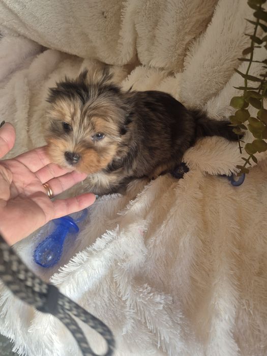 Biewer Terrier Fêmea Choco Melre Criadora Registada PT3088FL