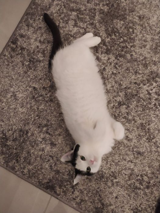 Київ. Киця шукає дім