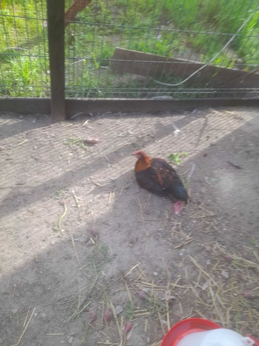 Koguty Australorp i Marans